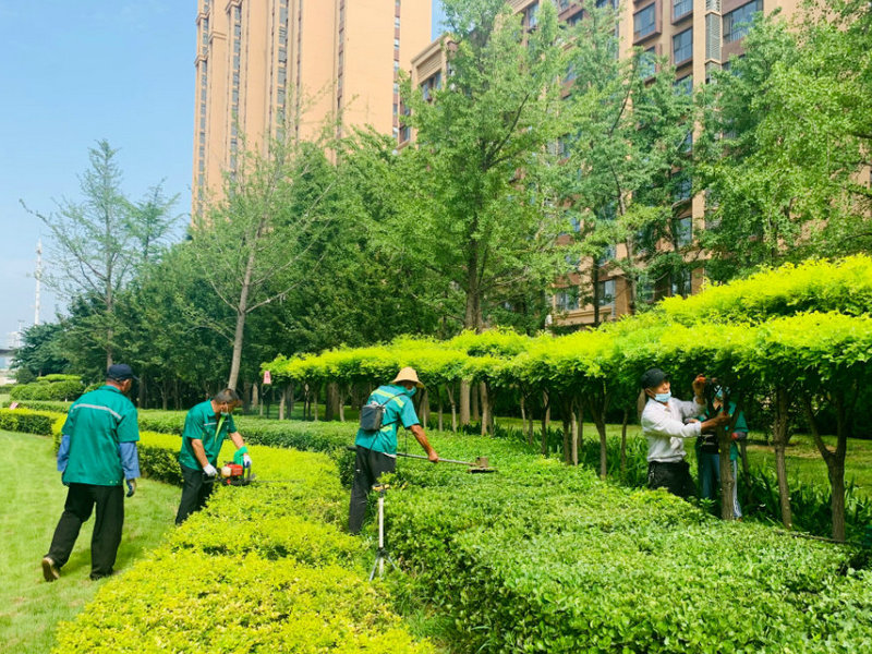 為什么綠化養護對城市環境至關重要